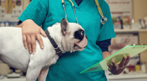 pet surgery in Youngstown OH