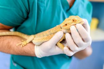 exotic-pet